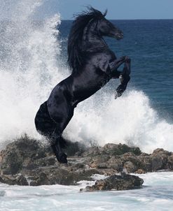 Black Stallion