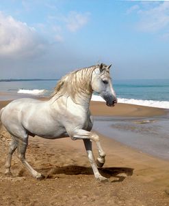 Dream Horses 012