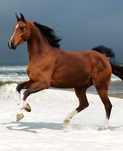 Dream Horses 007