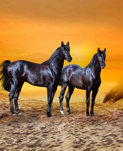 Dream Horses 016