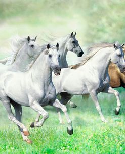 Dream Horses 028