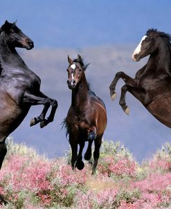Dream Horses 033