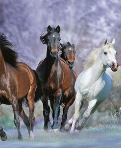 Dream Horses 027