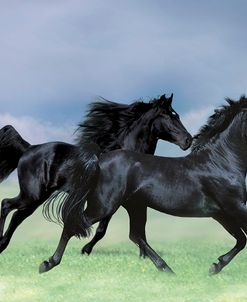 Dream Horses 038