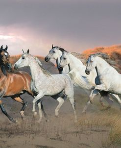 Dream Horses 043