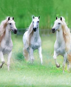 Dream Horses 035