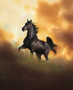 Dream Horses 049