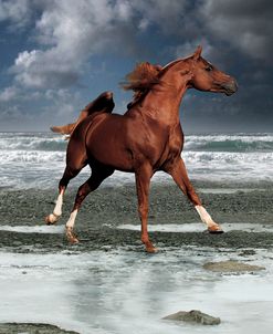 Dream Horses 062
