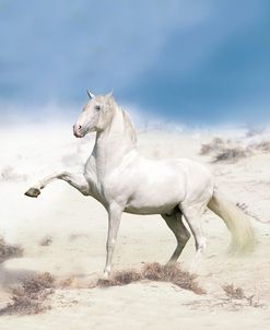 Dream Horses 063