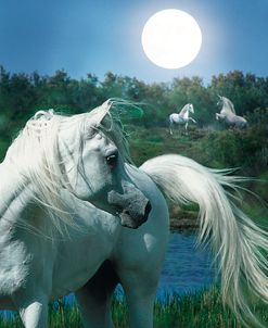 Dream Horses 066