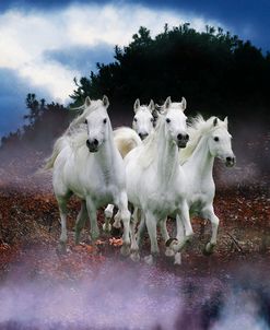 Dream Horses 078