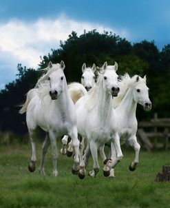 Dream Horses 079