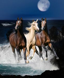 Dream Horses 080