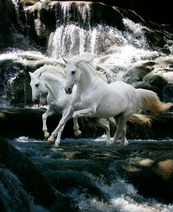 Dream Horses 082