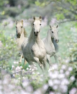 Dream Horses 074