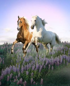 Dream Horses 076