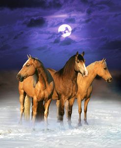 Dream Horses 077