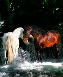 Dream Horses 085