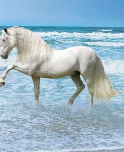 Dream Horses 098