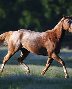 Appaloosa Lynns 002