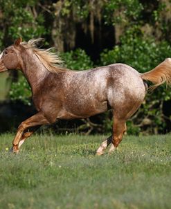 Appaloosa Lynns 004