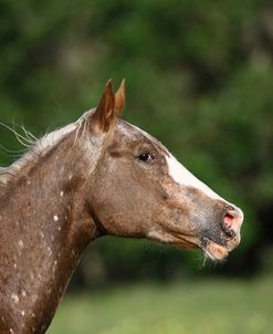 Appaloosa Lynns 006