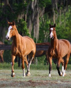 Canadian Sport Horses 001