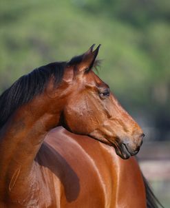 Canadian Sport Horses 007