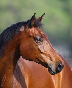 Canadian Sport Horses 008