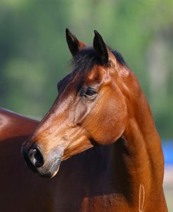 Canadian Sport Horses 009