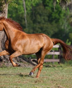 Canadian Sport Horses 010