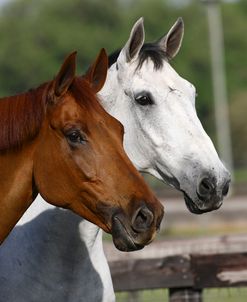 Canadian Sport Horses 011