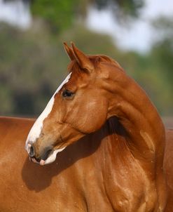 Canadian Sport Horses 003