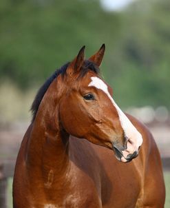 Canadian Sport Horses 004