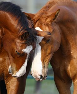 Canadian Sport Horses 006