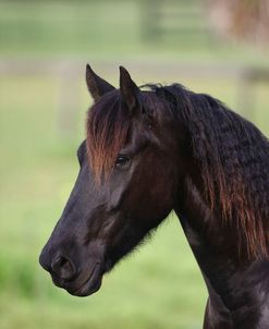 Clydesdales 001