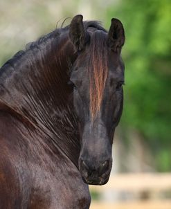 Clydesdales 002