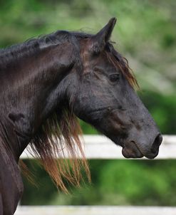 Clydesdales 003