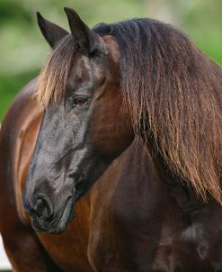 Clydesdales 004