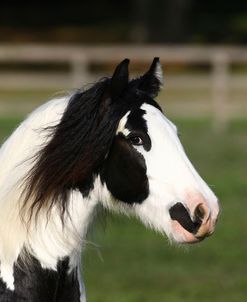 Gypsy Vanner 005