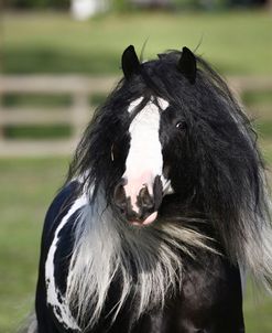 Gypsy Vanner 006