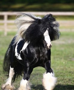 Gypsy Vanner 007