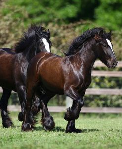 Gypsy Vanner 008