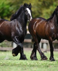 Gypsy Vanner 009