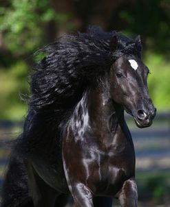 Gypsy Vanner 002