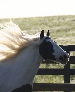 Gypsy Vanner 003