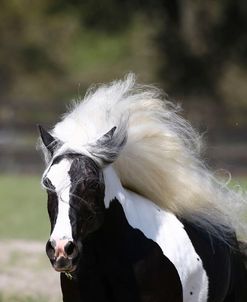 Gypsy Vanner 014