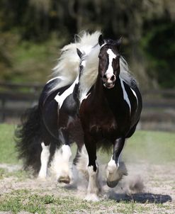 Gypsy Vanner 015