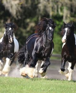 Gypsy Vanner 017