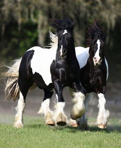 Gypsy Vanner 018